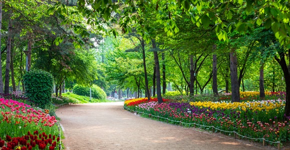 Seoul Forest